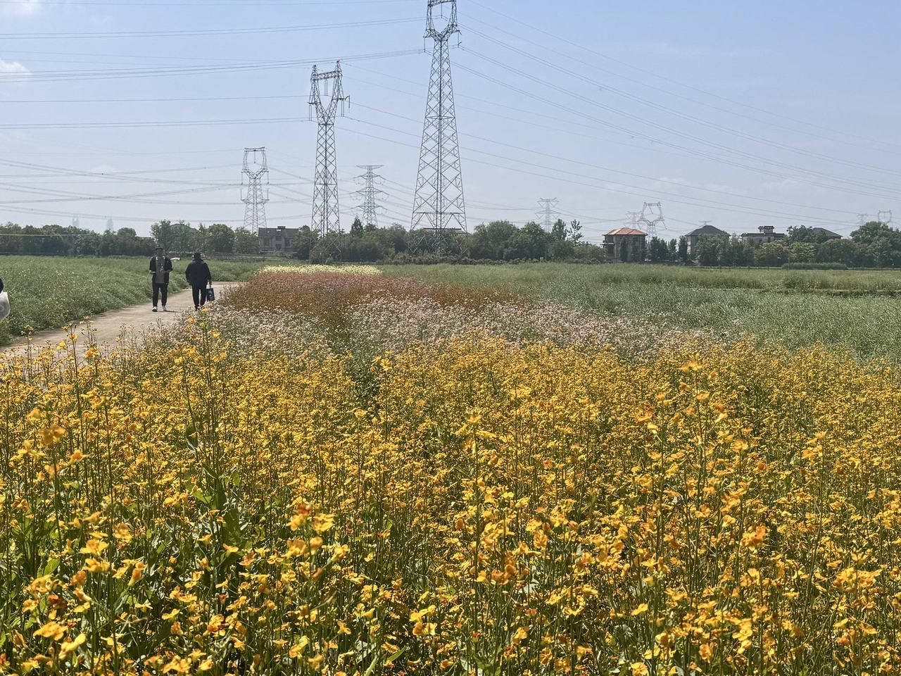 安博体育平台：智慧农机助阵看浙江油菜田里的“新花样”(图2)