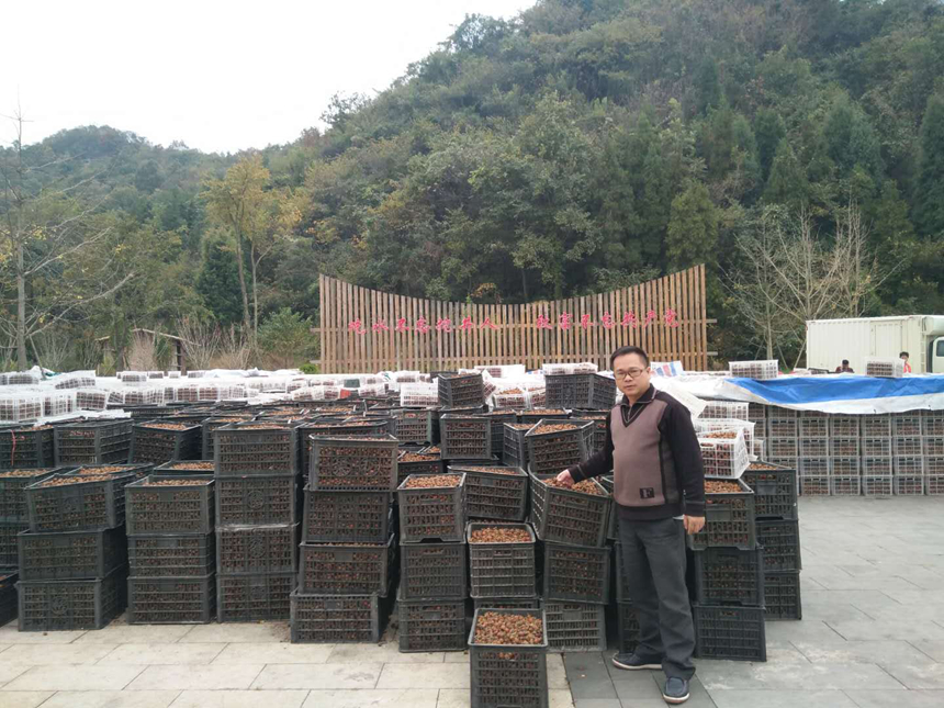 贺红早：深耕“三农”一线以科创赋能山地果业(图3)